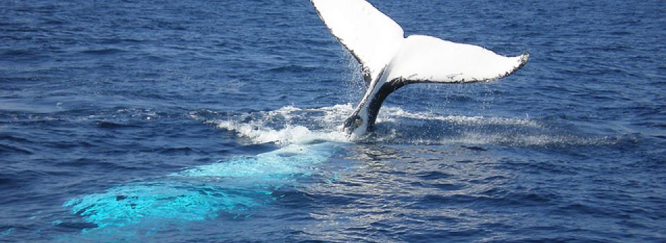 World Parks Congress Follow Humpback whale with tail out