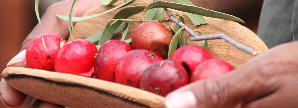 Uluru-Kata Tjuta National Park_Piti with Mangata (Desert Quandong) - credit Parks Australia
